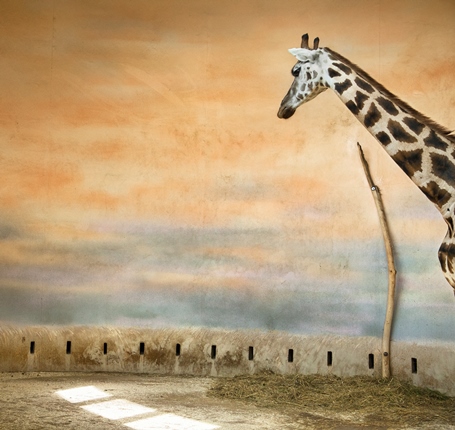 Эрик Пийо. Жираф и свет. Из серии «В естественных условиях», 2012
© Eric Pillot