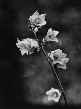 August Sander.
Flower, 1930.
© Die Photographische Sammlung/SK Stiftung Kultur – August Sander Archiv, Cologne; RAO, Moscow, 2013.
/ Сourtesy Galerie Priska Pasquer Cologne